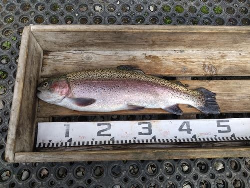 ニジマスの釣果