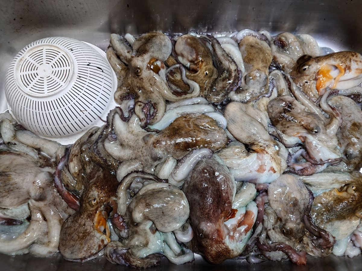 変態様さんの釣果 2枚目の画像