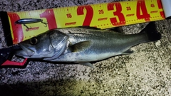 フッコ（マルスズキ）の釣果