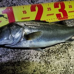 フッコ(マルスズキ)