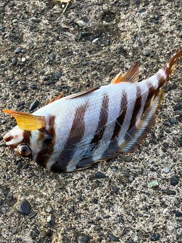 タカノハダイの釣果