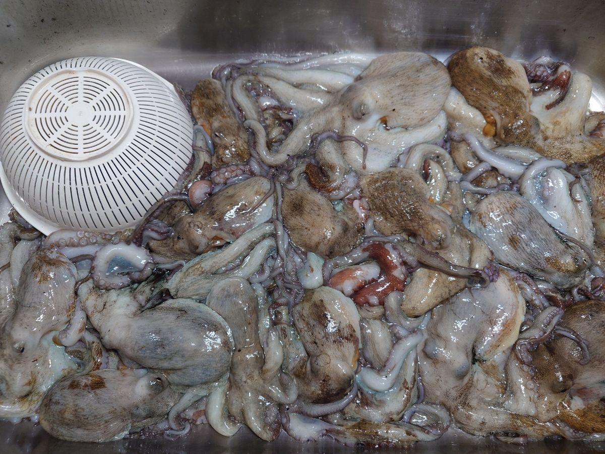 変態様さんの釣果 2枚目の画像