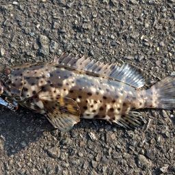 チャイロマルハタ