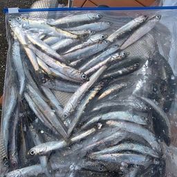 カタクチイワシ