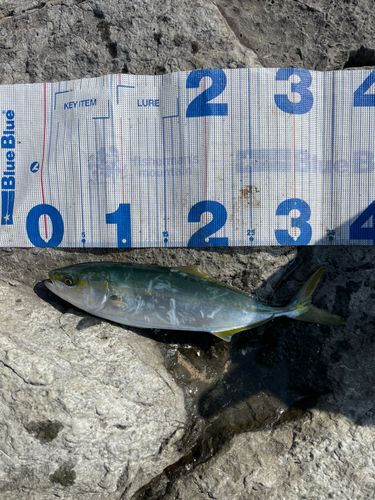 ツバスの釣果