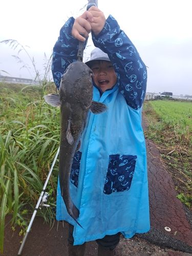 アメリカナマズの釣果
