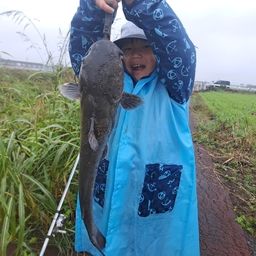 アメリカナマズ