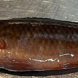 アカササノハベラ