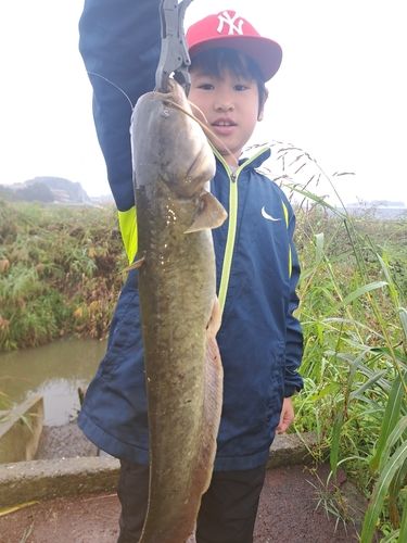 マナマズの釣果