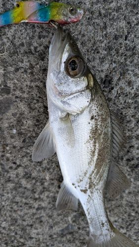 万之瀬川河口