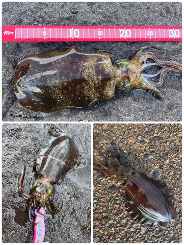アオリイカの釣果