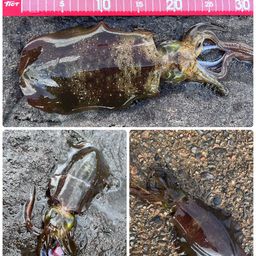 アオリイカ