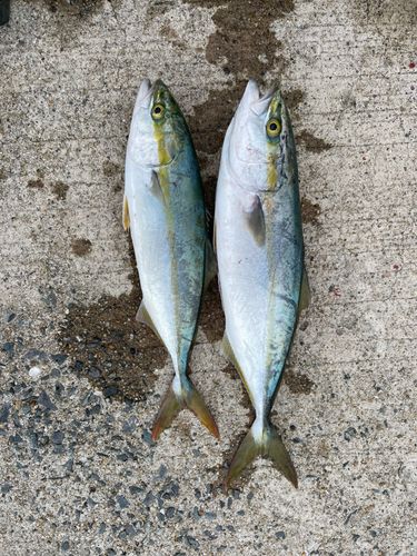 ヤズの釣果