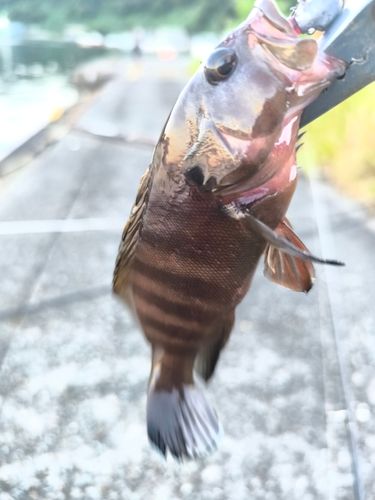 ヤミハタの釣果