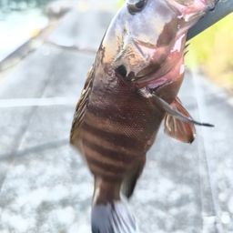 ヤミハタ