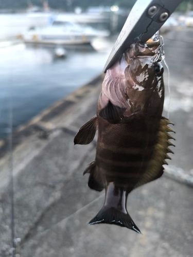 ヤミハタの釣果