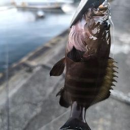 ヤミハタ