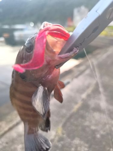 ヤミハタの釣果