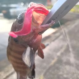 ヤミハタ
