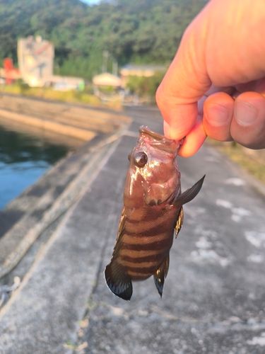 ヤミハタの釣果