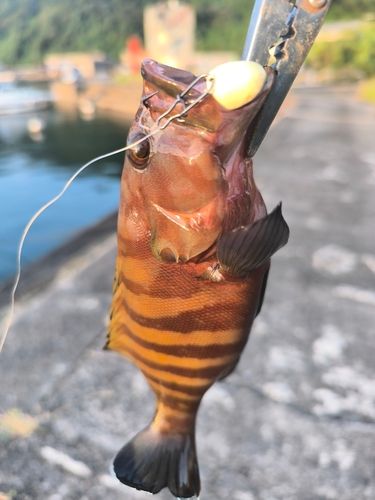 ヤミハタの釣果