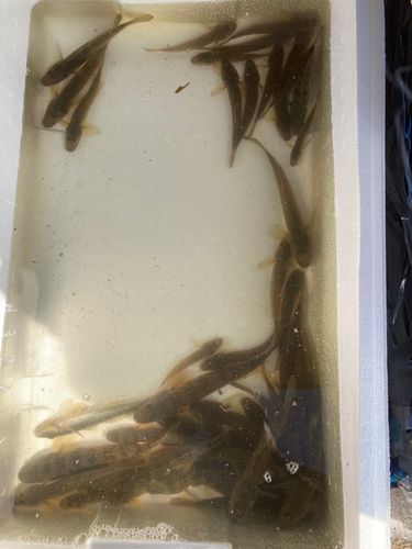 ハゼの釣果