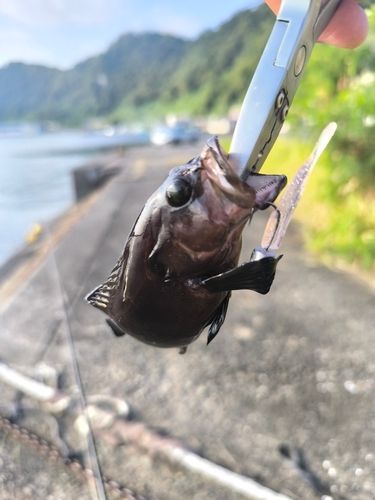 ヤミハタの釣果