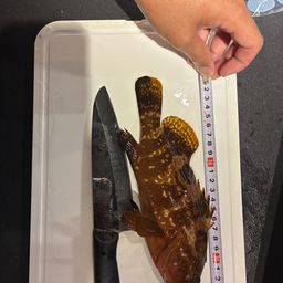 アコウ