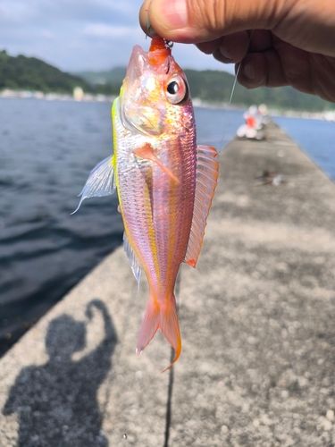 イトヨリダイの釣果