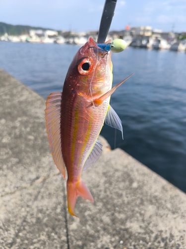 イトヨリダイの釣果