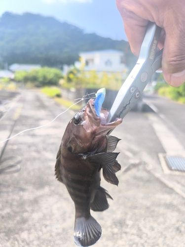 ヤミハタの釣果