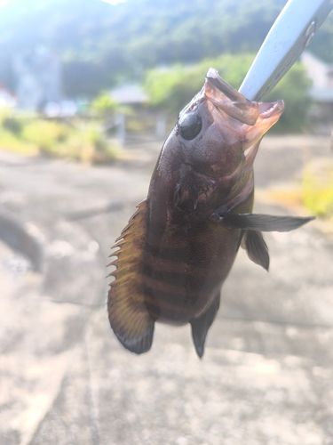 ヤミハタの釣果