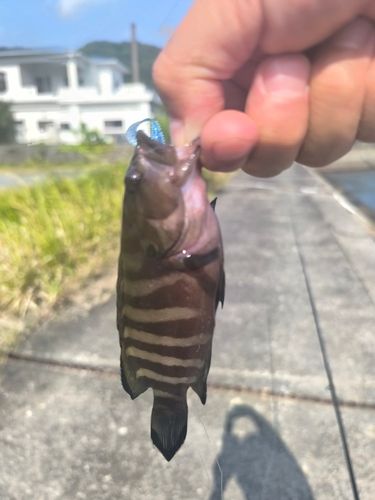 ヤミハタの釣果