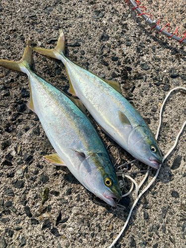 ヤズの釣果
