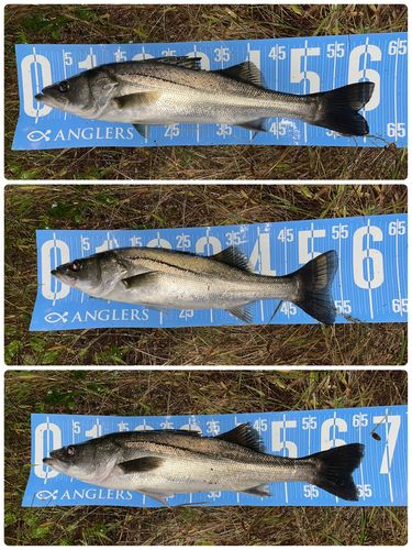 シーバスの釣果