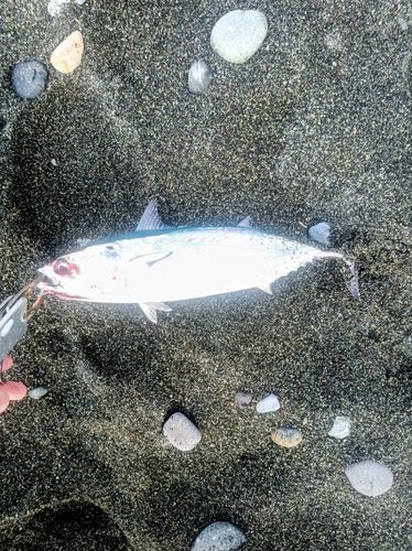 ソウダガツオの釣果