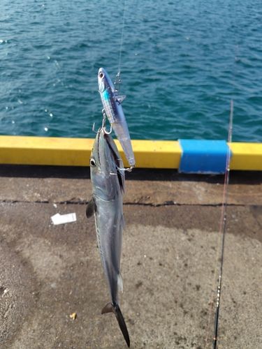 サゴシの釣果