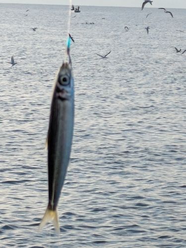 イワシの釣果