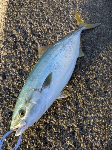 イナダの釣果