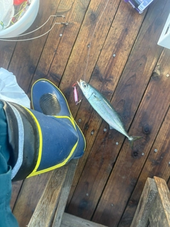 マサバの釣果