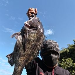 クロダイ