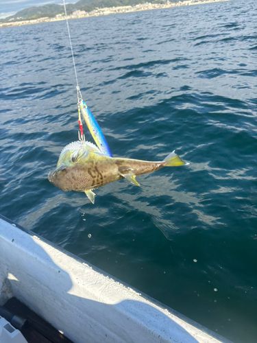 シロサバフグの釣果