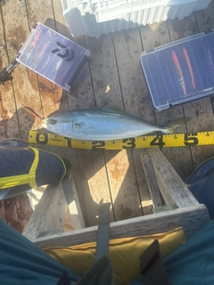 イナダの釣果