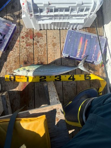 サゴシの釣果
