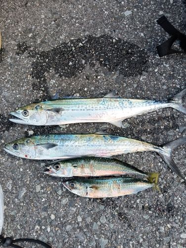 サゴシの釣果