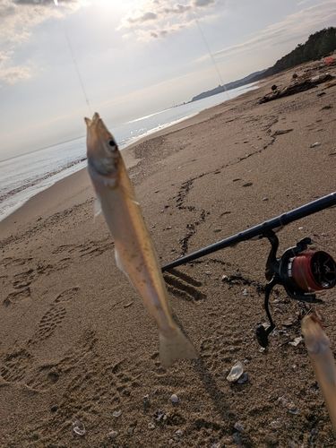 キスの釣果