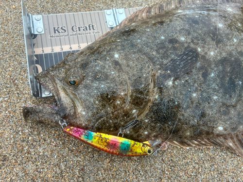 ヒラメの釣果