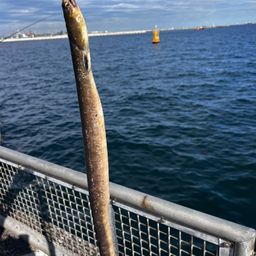 ホタテウミヘビ