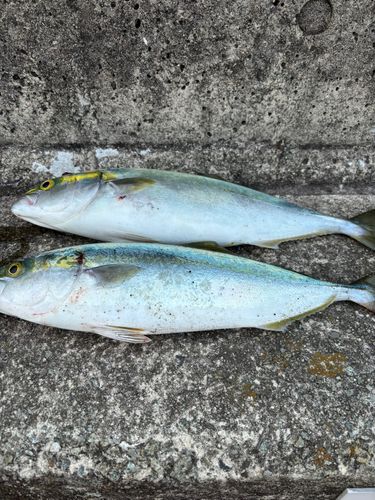 ヤズの釣果