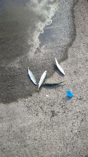 泉佐野食品コンビナート